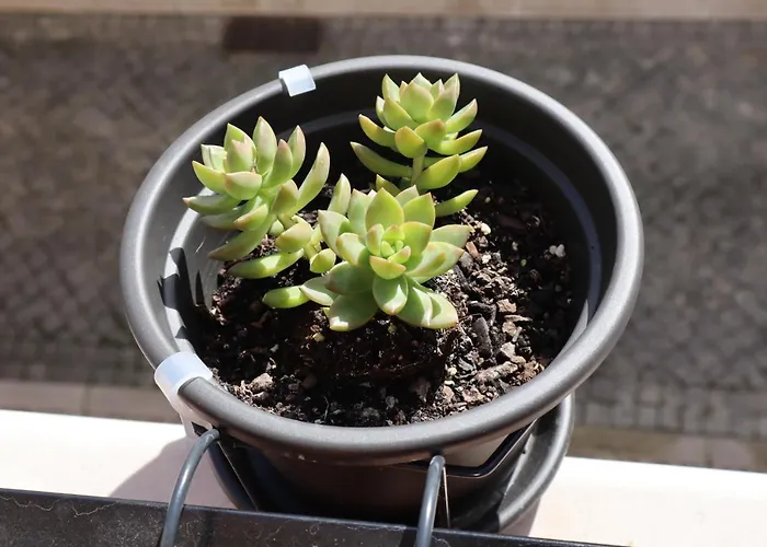 Casa Flor Do Camarao - Centro Historico De Apartman Tomar